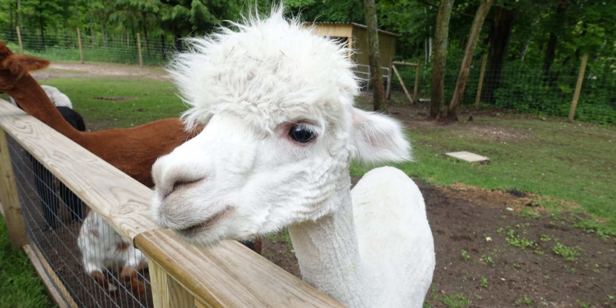 Day 5 – Alpacas, BBQ, Coaster, Driving, and More