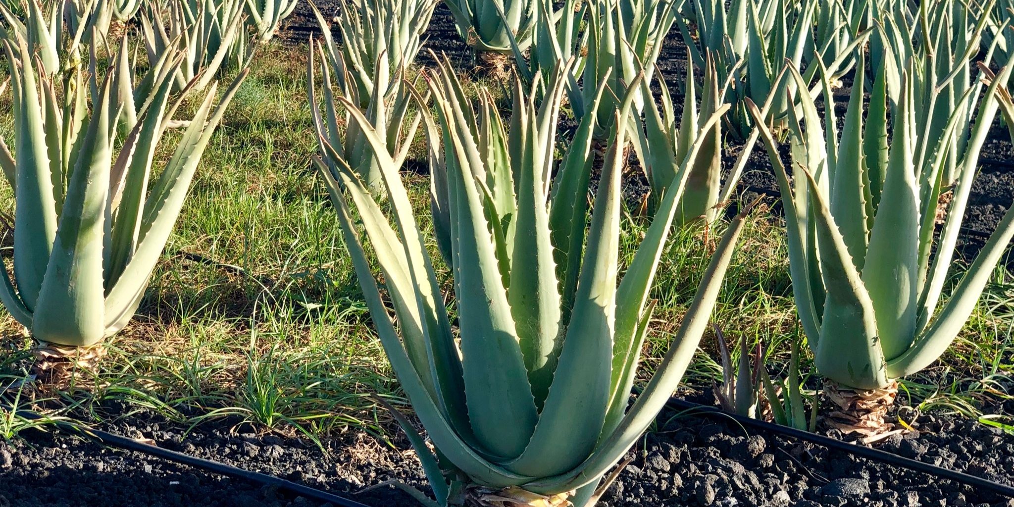 Day 5 – El Cotillo and Aloe Vera